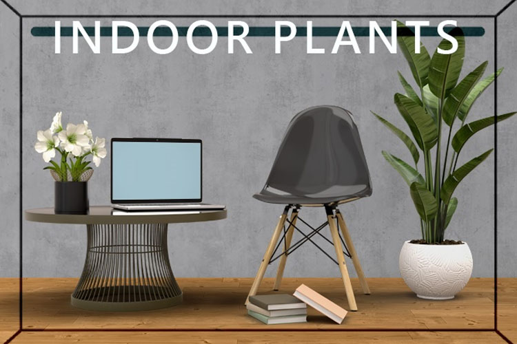 7 Different Ways to Indoor Plants Decoration Ideas in Living Room